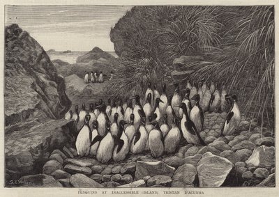 在Inaccessible岛，Tristan D&39;Acunha的企鹅 作者 塞缪尔·埃德蒙·沃勒